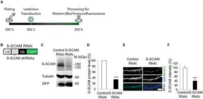 S-SCAM is essential for synapse formation